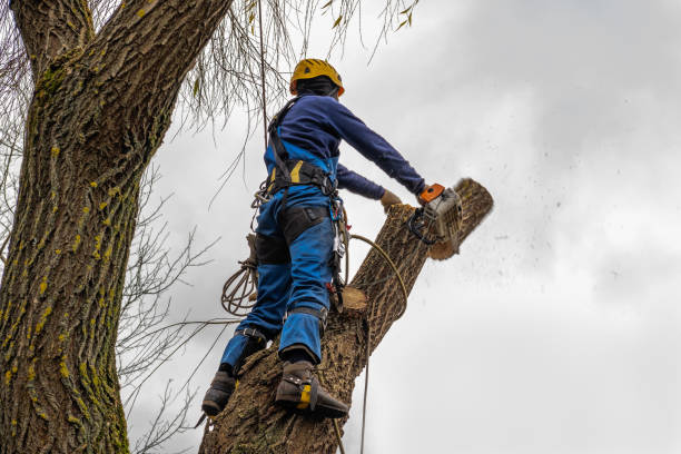 Best Palm Tree Trimming  in Corrigan, TX