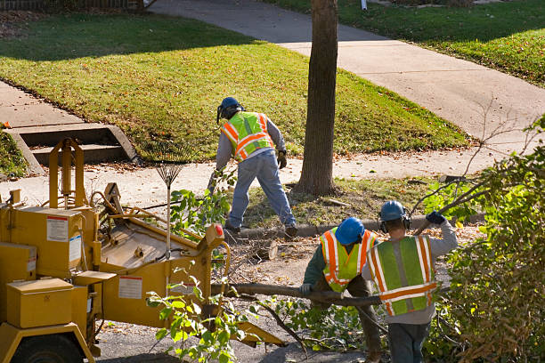 Leaf Removal Services in Corrigan, TX