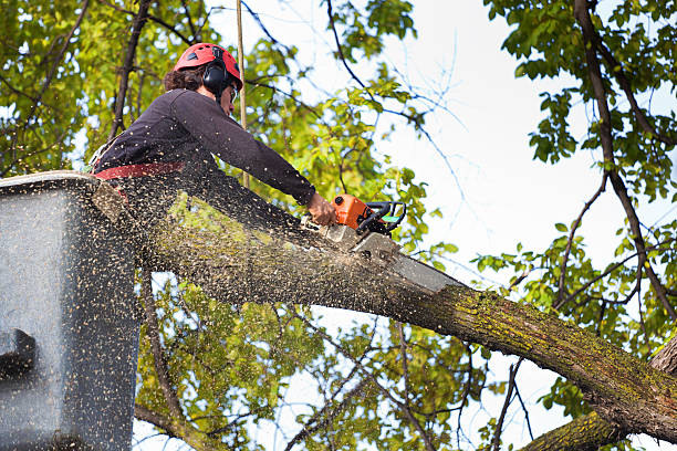 Best Tree Mulching Services  in Corrigan, TX